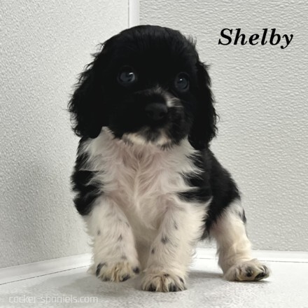 puppy, for, sale, Cocker Spaniel, Joe & Cherri  Overlease, dog, breeder, Miller, MO, dog-breeder, puppy-for-sale, forsale, nearby, find, puppyfind, locator, puppylocator, aca